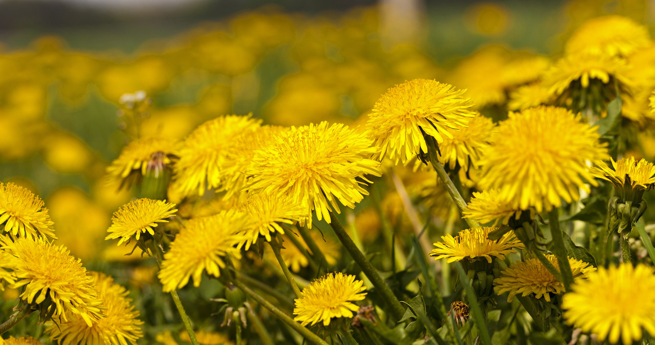 Dandelion is growing almost everywhere /Picsel