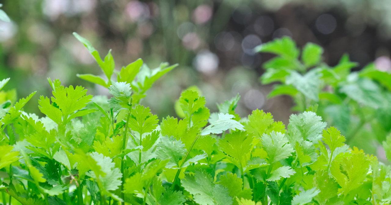 The grandstand resembles parsley and grows well in the shade. /123RF/PICSEL