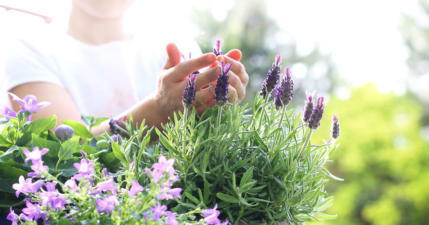 Lavender is one of the plants that flies do not like very much. /123RF/PICSEL