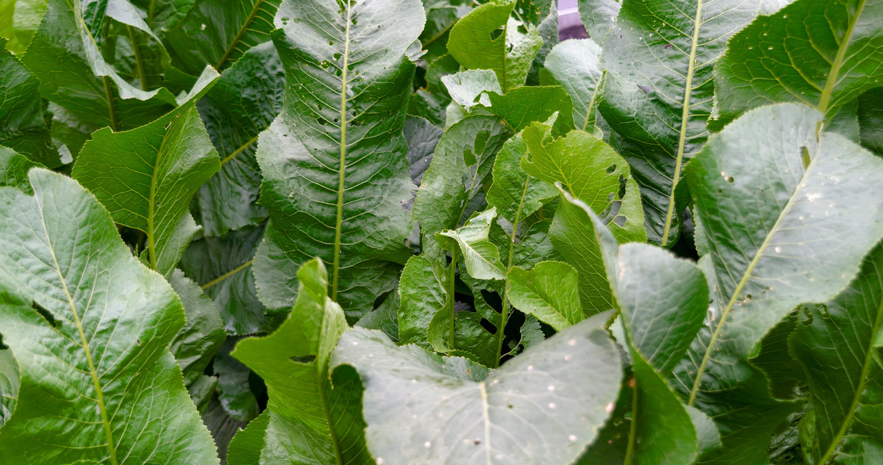 Horseradish scares off ticks and Crete /123RF /PICSEL