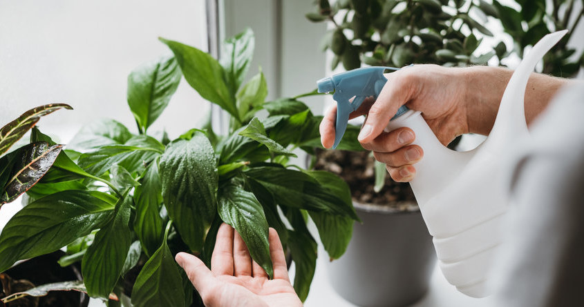It is worth regularly sprinkling the winged leaves /123RF /PICSEL