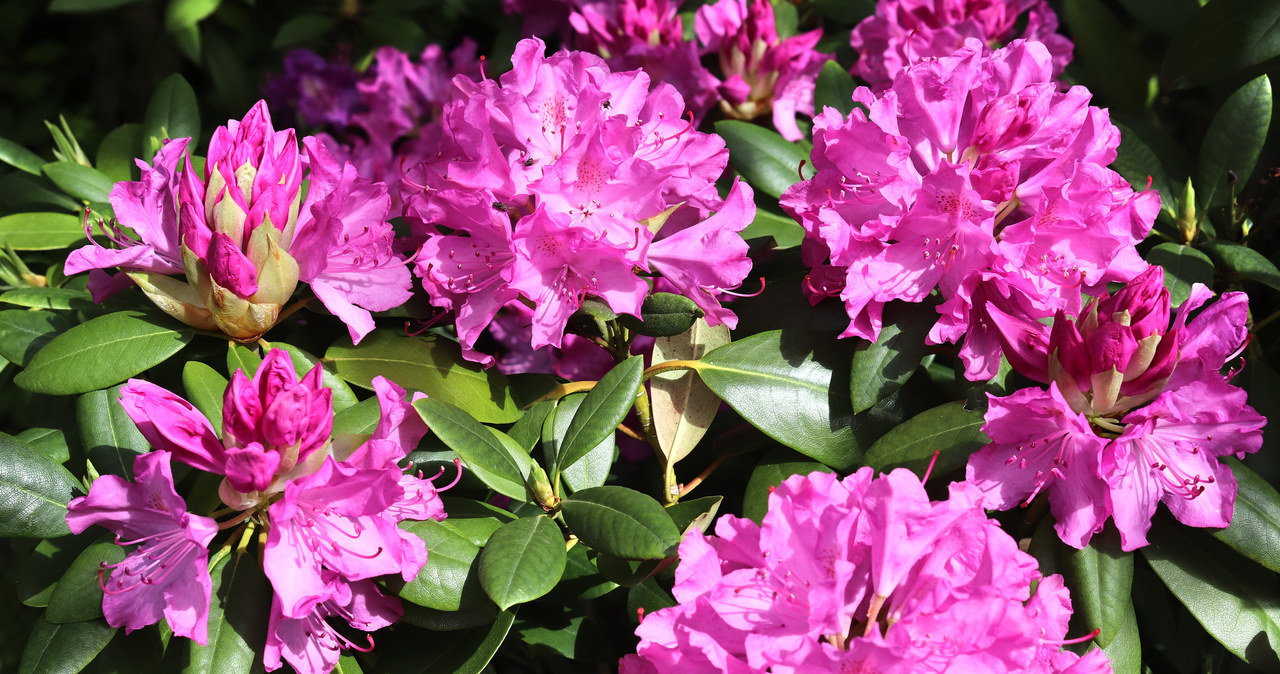 Take care of your rhododendrons so that they grow healthy and lush /123RF /PICSEL