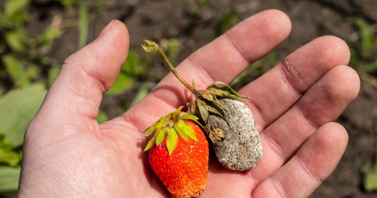 Gray mold attacks strawberries with frequent rainfall