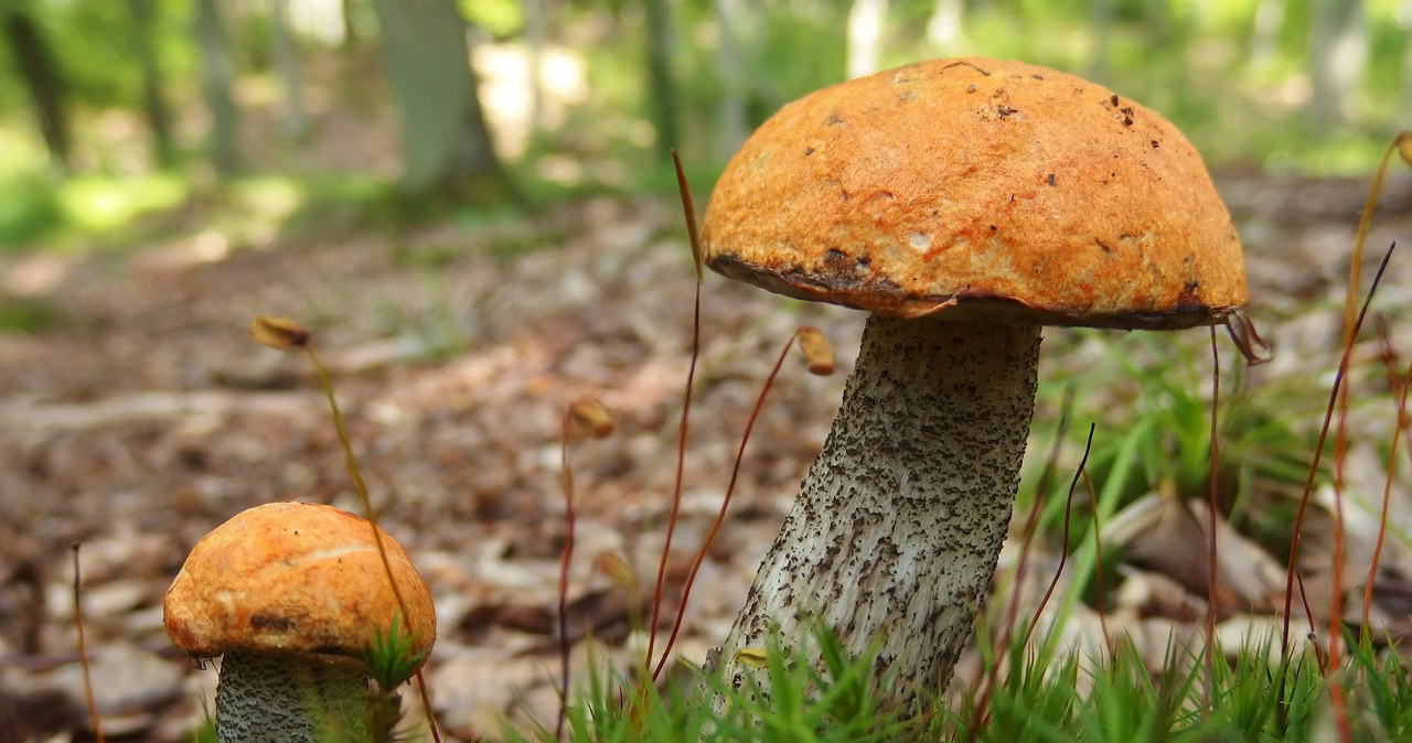In the forests you can find the first koźlars this year /123RF /Picsel /123RF /PICSEL