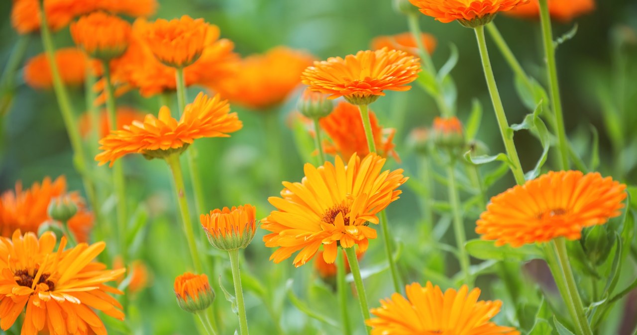Sowing marigold is a visual and practical enrichment of the garden. /123RF/PICSEL