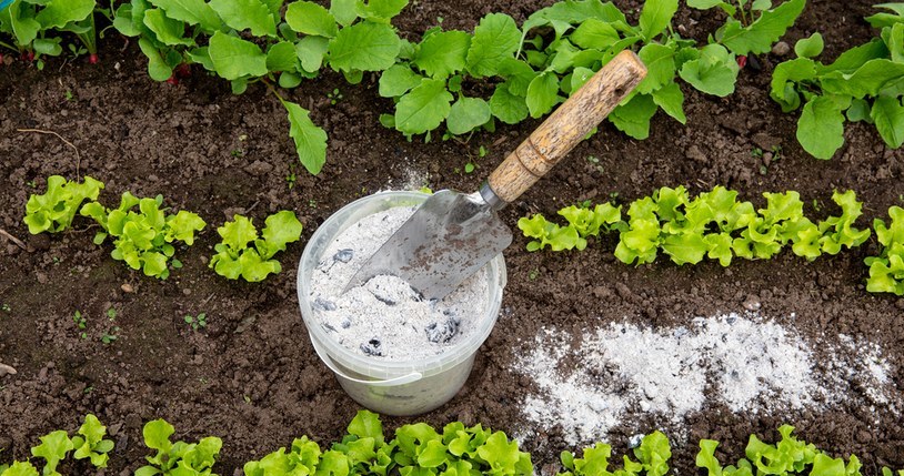 Wood ash has many valuable nutrients