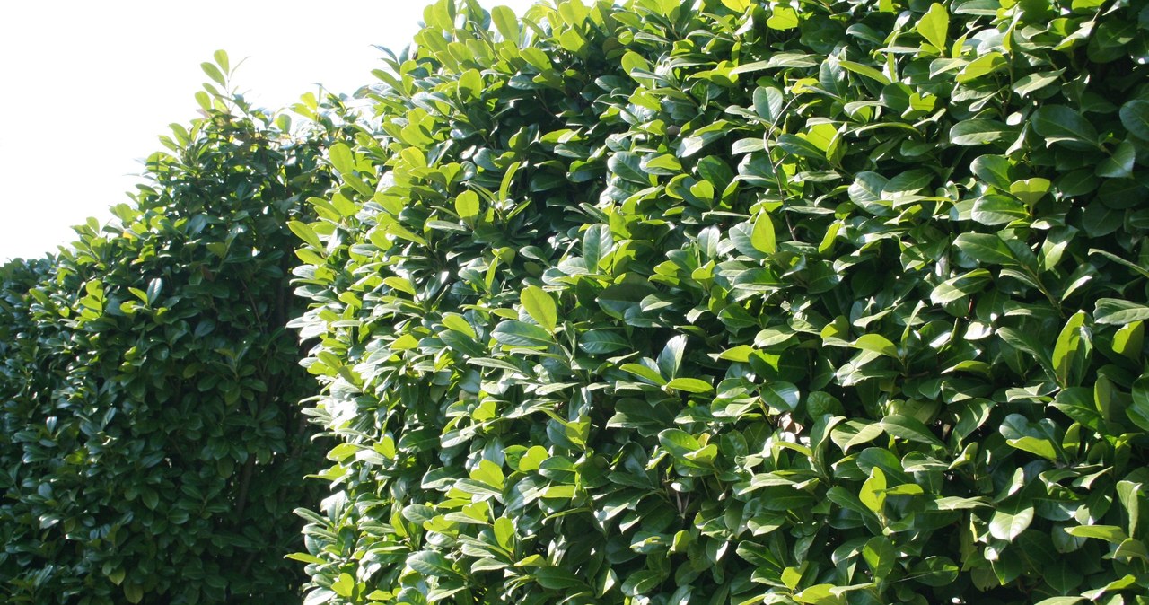 Cherry Antipha is the perfect bush for a hedge /123RF /PICSEL
