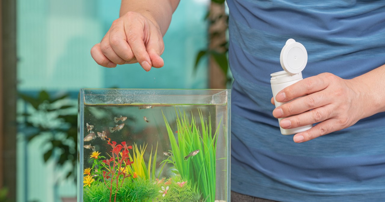Water from the aquarium will well nourish our plants /123RF /PICSEL