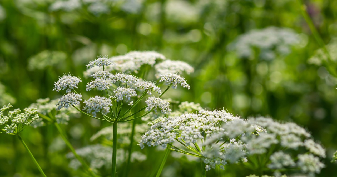 Podagrycznik common will work as a fertilizer