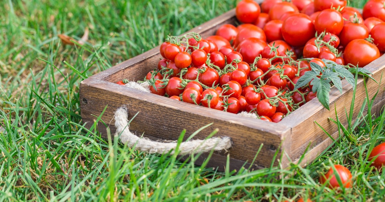 If we don't like pure tomato juice, we can also combine them with other vegetables and herbs /123rf.com /interia.pl