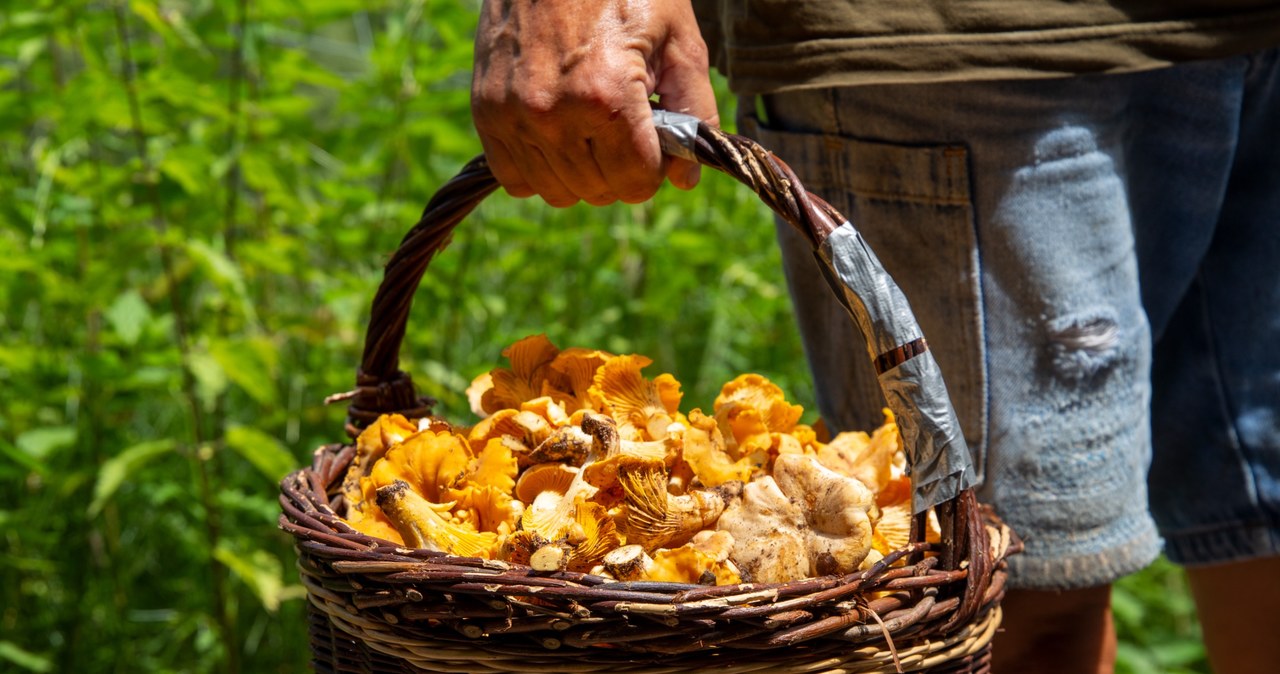 In some regions of Poland, chanterelles are growing in huge clusters. This is great news for lovers of these mushrooms /123RF /PICSEL