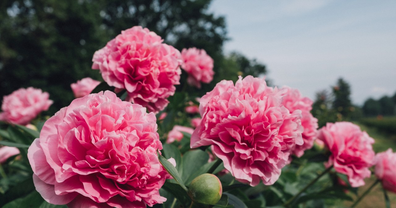 Pruning peonies is a key treatment /123RF /PICSEL /123RF /PICSEL