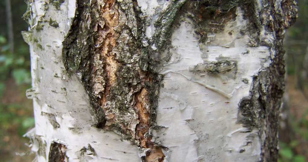 A piece of birch bark worn with you can bring a lot of happiness /Jerzy Opioła