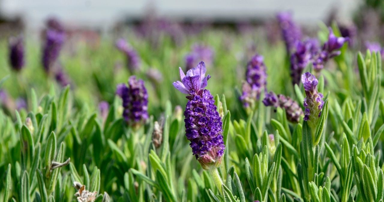 Lavender has a deterrent to moths. /adobestock /interia.pl