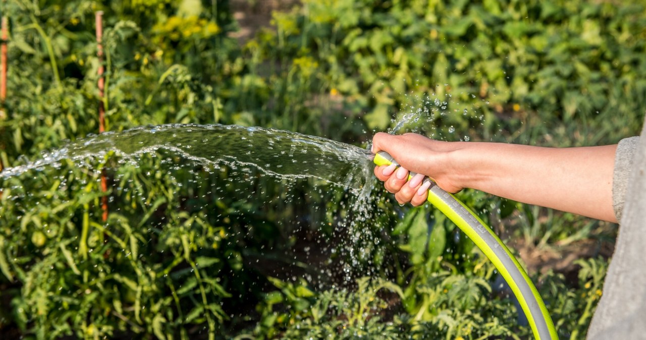 The garden is worth watering on the morning /Marcin Bruniecki /reporter
