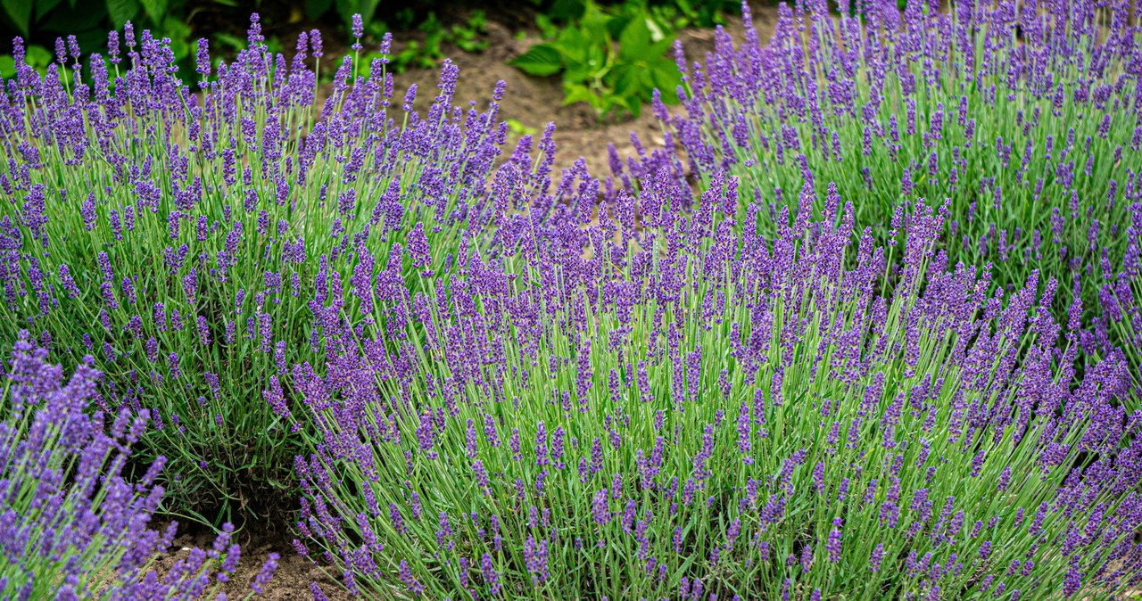 It is worth watering the lavender with a home fertilizer from yeast /123RF /PICSEL