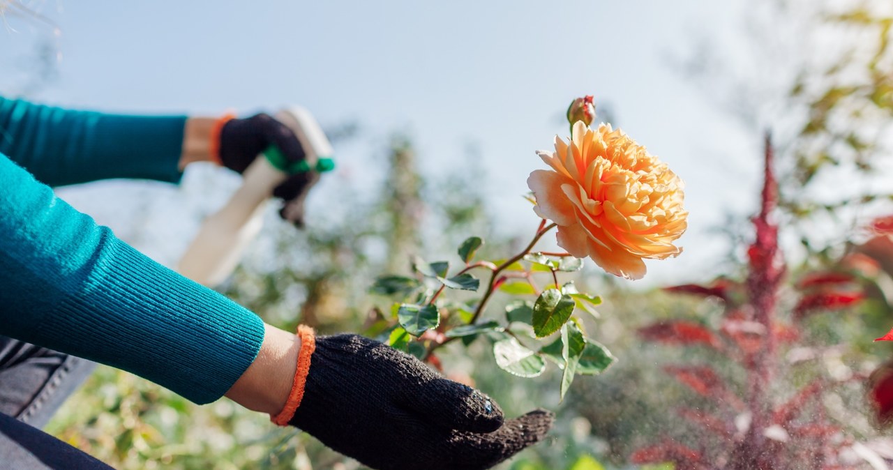 It is worth acting preventive and use natural spraying for roses that will protect against aphids and other pests. /123RF/PICSEL