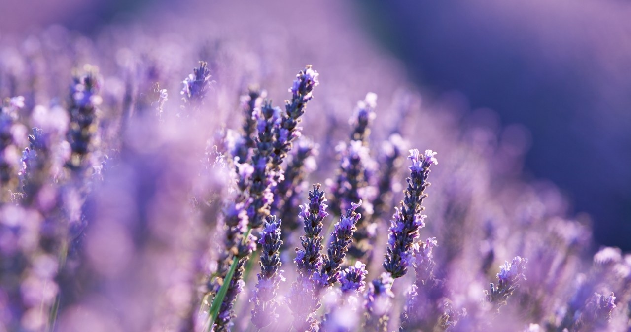 Lavender scares off ticks /123RF /PICSEL