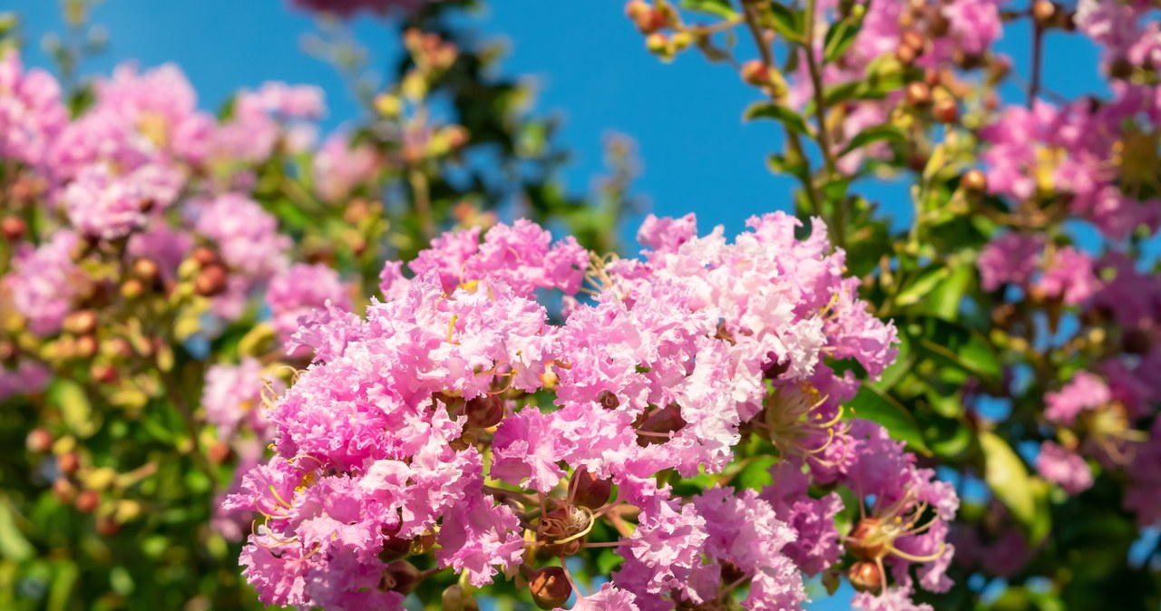 Lagerstroemia can bloom very long /123RF /PICSEL