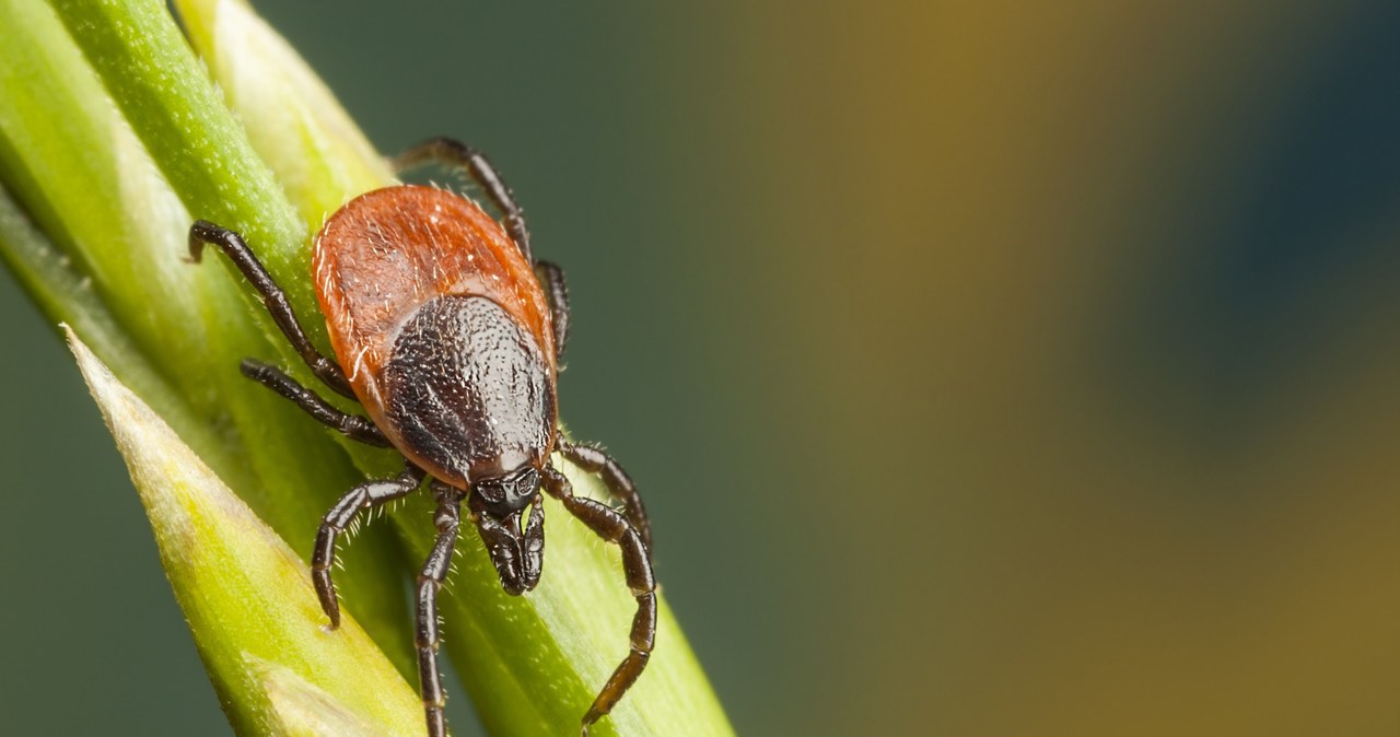 Ticks cling to bright clothes. / /123RF /PICSEL
