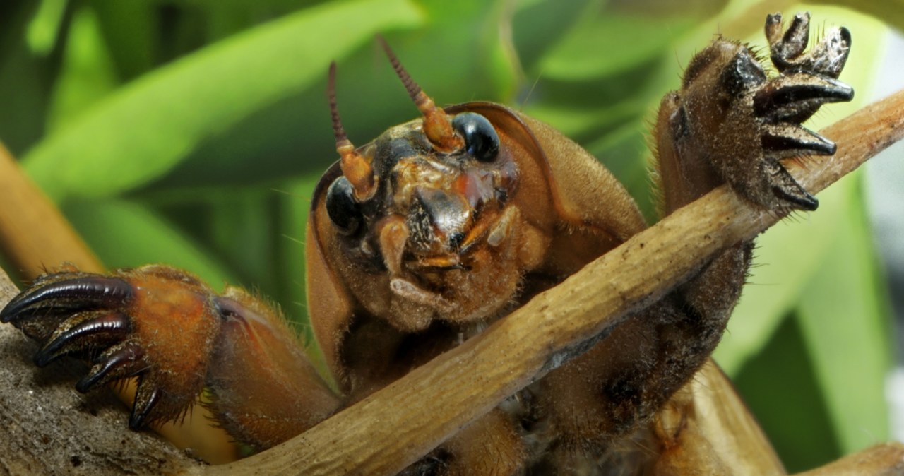 Turkuć, snack appeared in the garden again? Act quickly before it destroys the plants