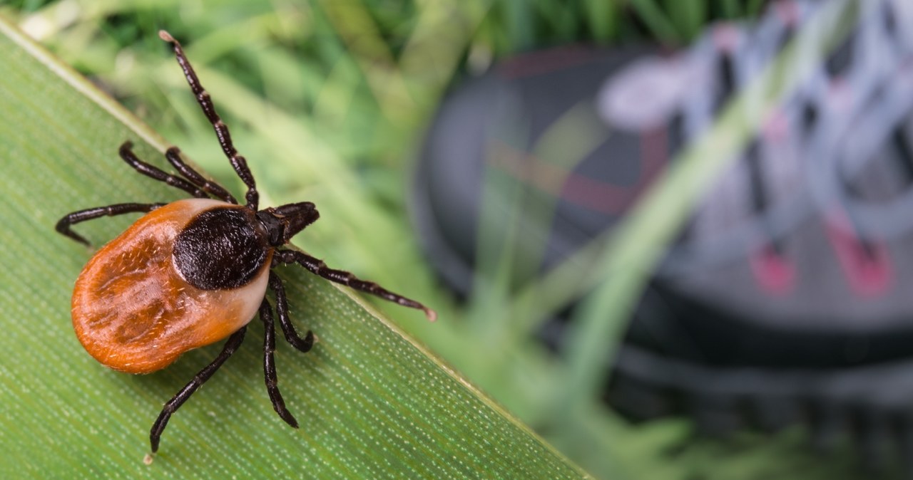 These are the biggest myths about ticks. Many people believe in them to this day