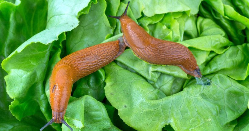Snails persistently return to the garden? Scatter it and you won't meet them again