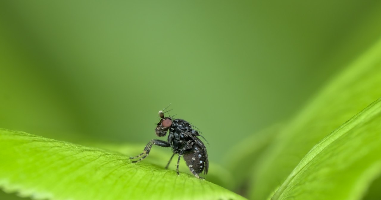 This plant effectively scares away the flies. Place in the garden and forget about the bites