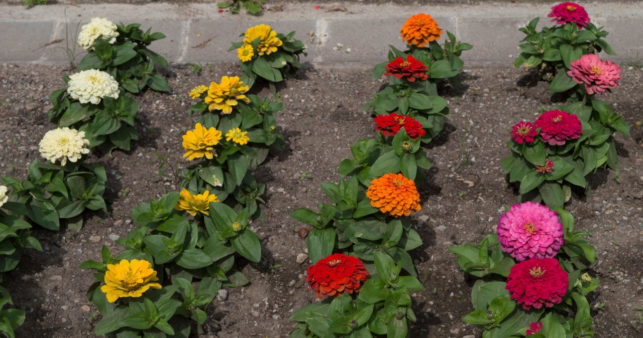They will turn the garden into a rainbow paradise and will bloom until autumn. This is the best time to plant them