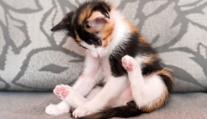 Cat inside the clothing machine: some survive, but carelessness is almost fatal