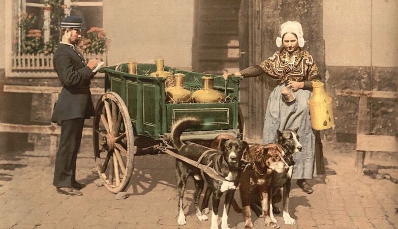 Dog milk can cause premature birth - says the oldest English book on cheese