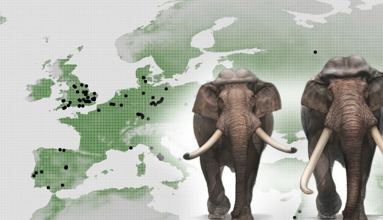 There were elephants in Europe for 700,000 years. There could still be
