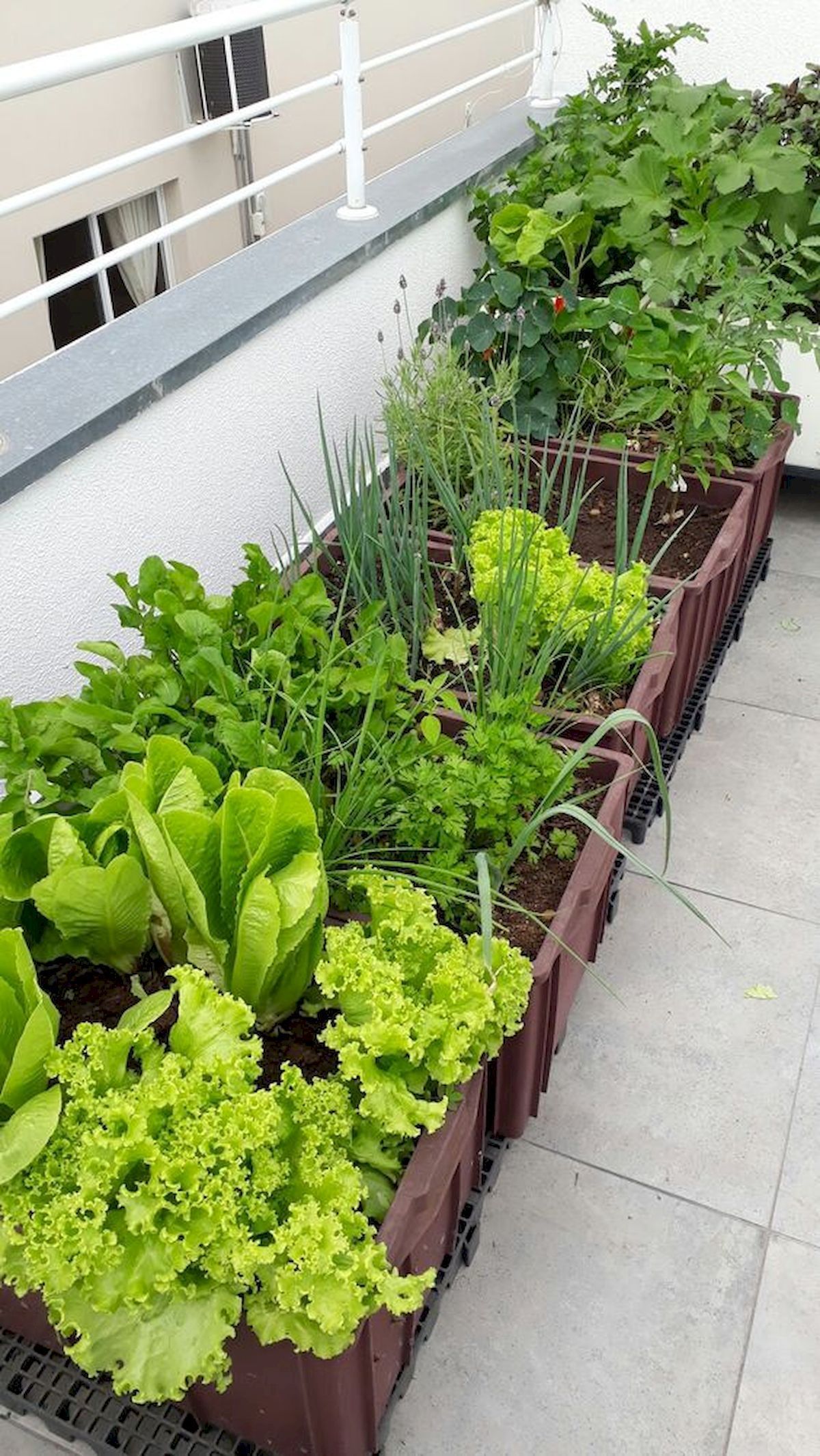 grow vegetables on the balcony