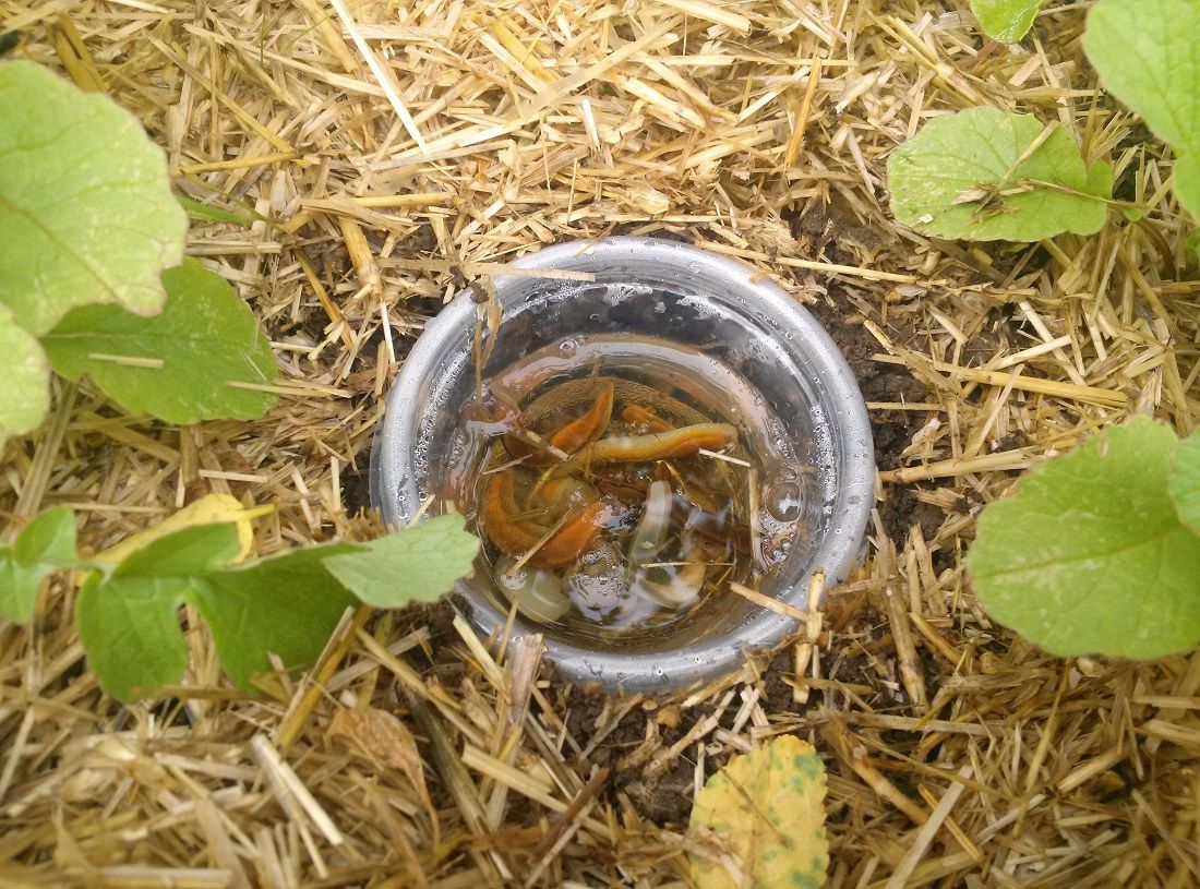 Slugs