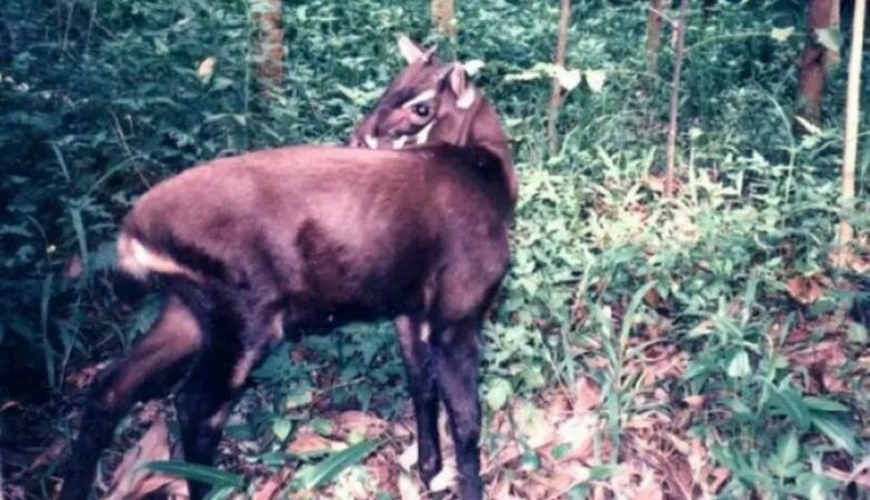 One of the rarest and threatened mammals in the world is… a unicorn