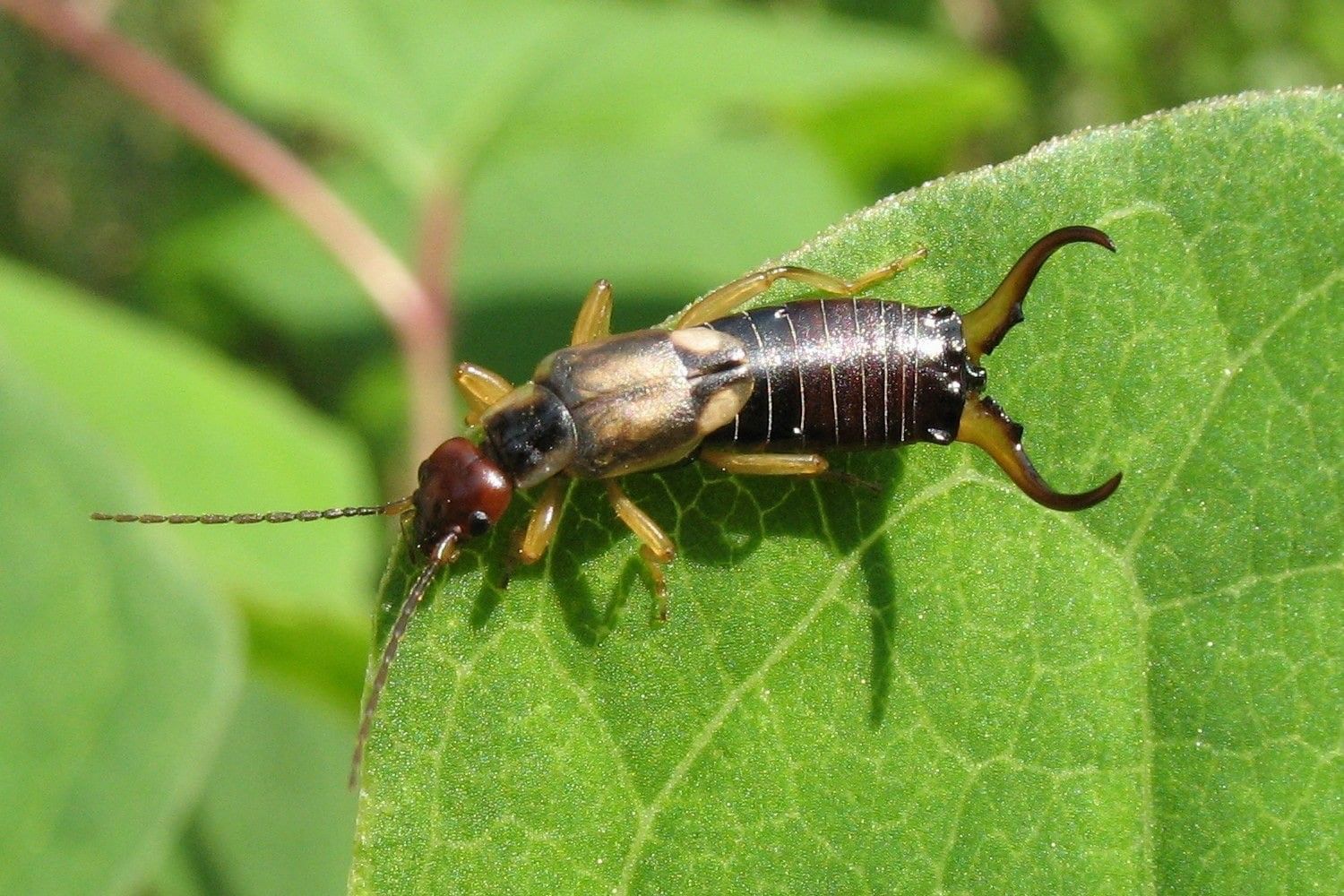 How to get rid of garden pests: doves, slugs, snails, ausplinds and others - effective and simple ways