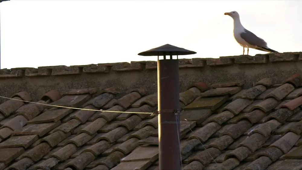 Habemus seagull again in the election of a Pope