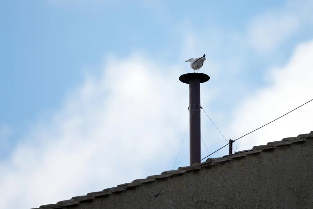 Habemus seagull again in the election of a Pope
