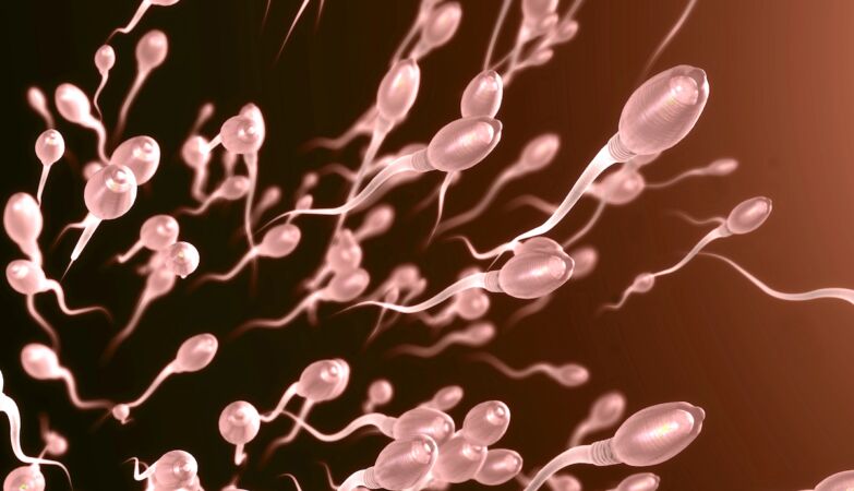 How long does human sperm survive?