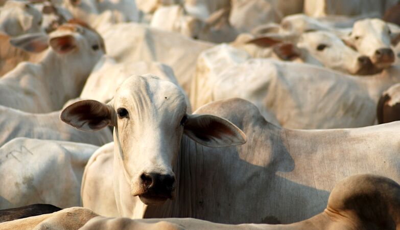 Brazil's supervacas are almost dominating the world