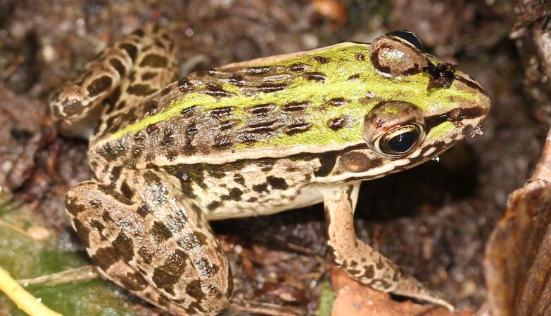 The communication of frogs is strangely macho