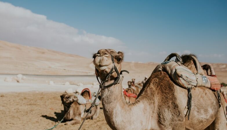 Australia is suffering from a dangerous and unexpected invader: the camels