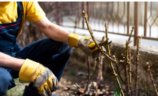 Rose Care: How to Culture, Pruning and Fertilizing Roses to bloom abundantly