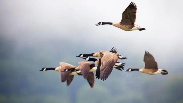 Migratory birds