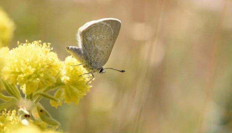 Scientists discover “strange” species of butterfly hidden 40,000 years ago