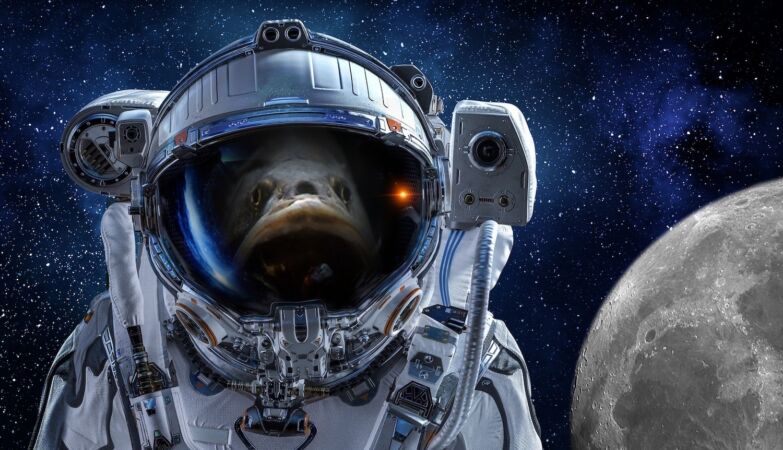 The first extraterrestrial fish will be bass like the moon