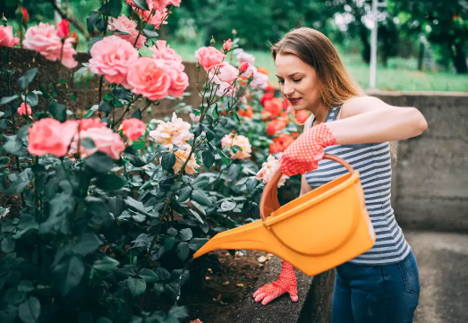 Rose Care: How to Culture, Pruning and Fertilizing Roses to bloom abundantly