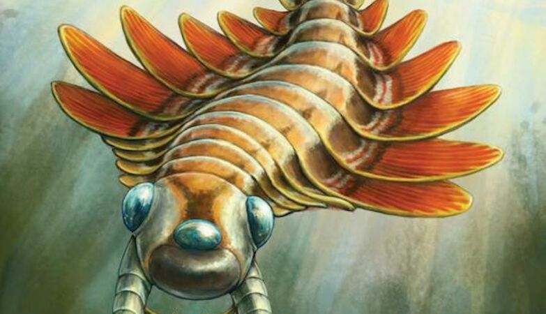 Breathed by the tail and had three eyes: Mothra, the new "monster" with 506 million years