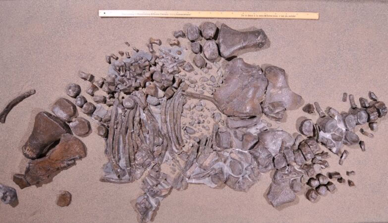 Unveiled mystery with 40 years of bizarre marine monster
