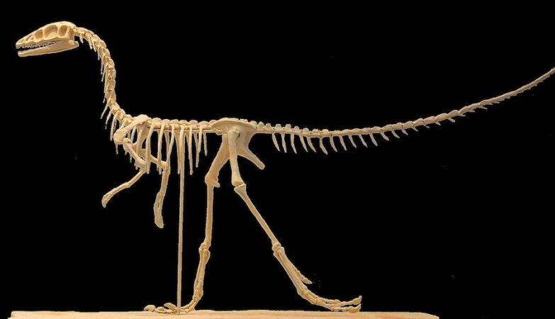 What was the fastest dinosaur ever?